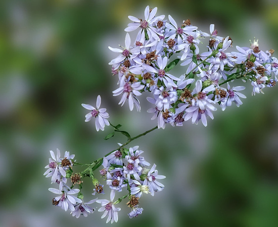 Miniature asters