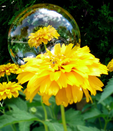 Flower in a bubble