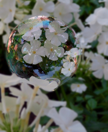 Phlox in a bubble