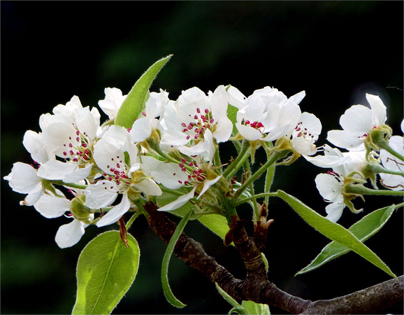 Pear blossum