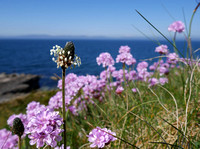 Beautiful pink flowers, growing on rocks and grass