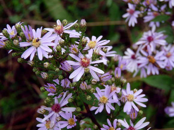 Pink asters
