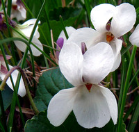 White violet
