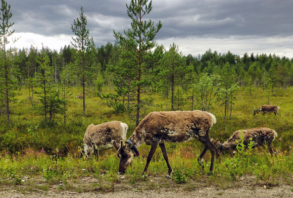 Reindeers, a typical scene here