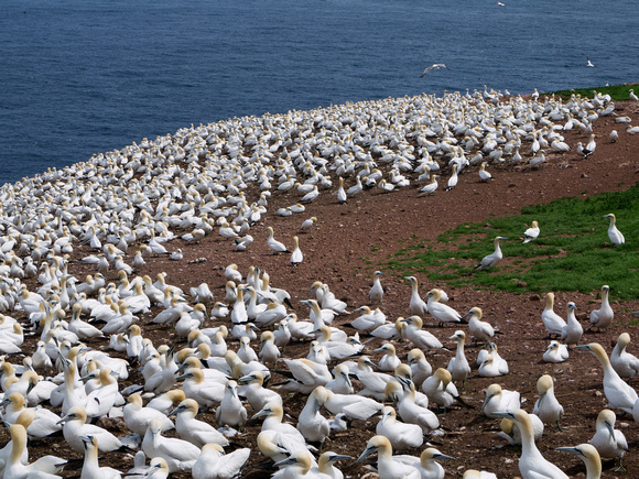 250'000 gannet birds are living on the island
