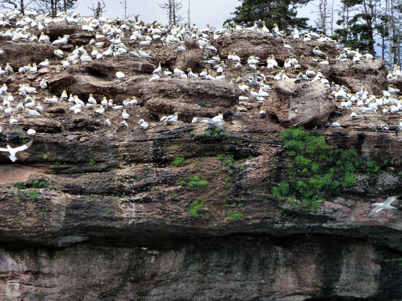 Gannet birds colonies on the rocks
