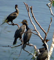 cormorant birds
